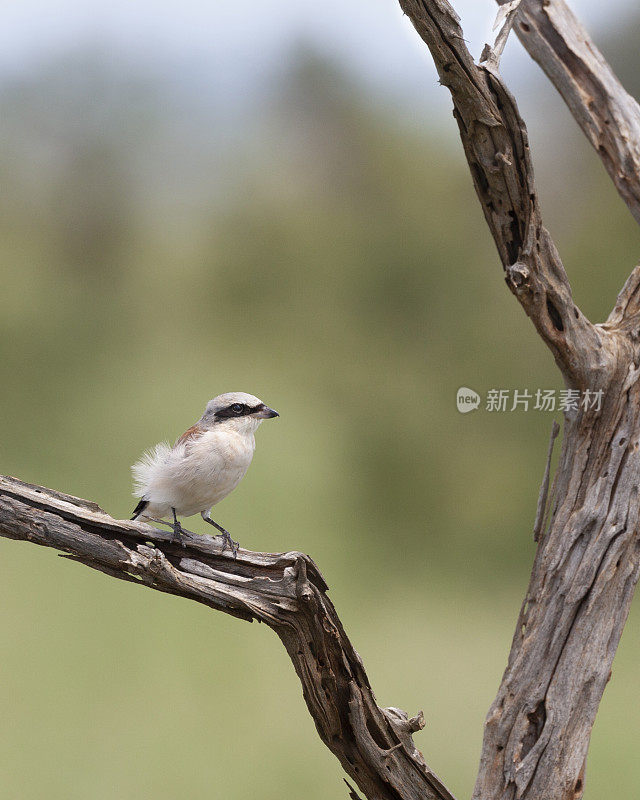 红背伯劳鸟，Lanius collurio, Kruger NP